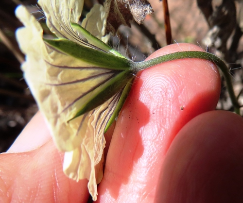 Monsonia emarginata