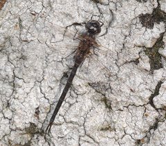 Gomphaeschna antilope