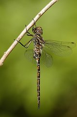 Gomphaeschna antilope