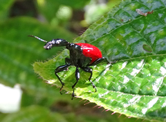 Trachelophorus giraffa