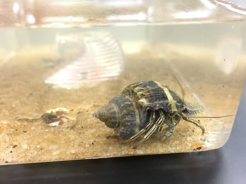 Thinstripe Hermit Crab, photo 3 of 10