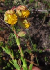 Hermannia concinnifolia