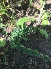 Astragalus trichopodus