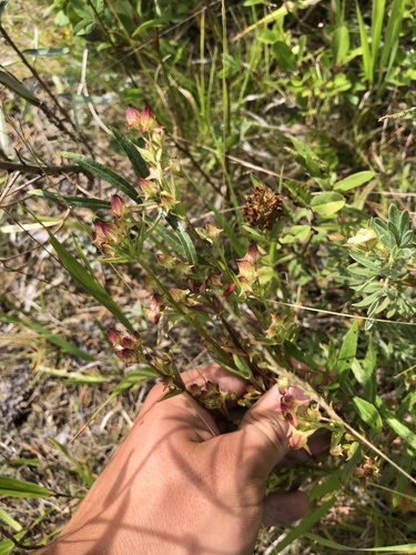Halenia corniculata, photograph 5