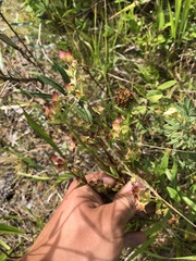 Halenia corniculata, photograph Roman A. Lagazyuk (Роман А. Лагазюк), CC BY, iNaturalist via GBIF