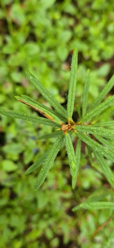 Stigmella lediella