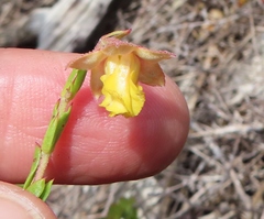 Hermannia concinnifolia