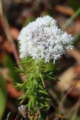 Metalasia pulchella