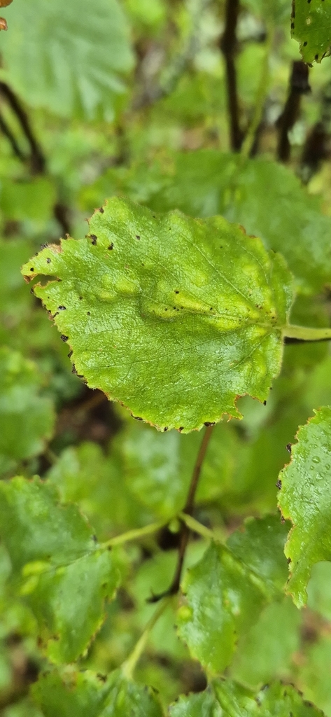 Eriophyes lissonotus
