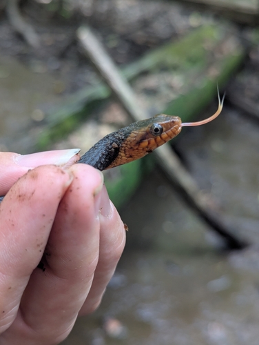 Banded Watersnake
