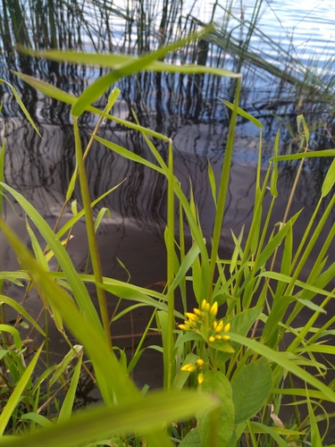 rice cutgrass