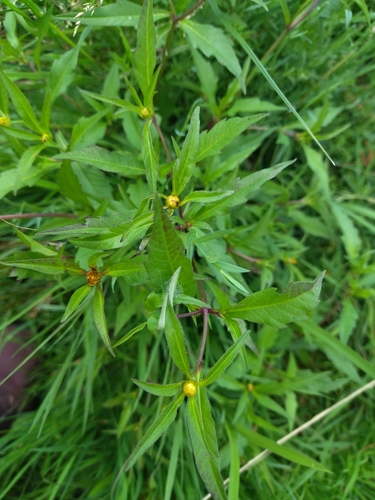 Purplestem Beggarticks