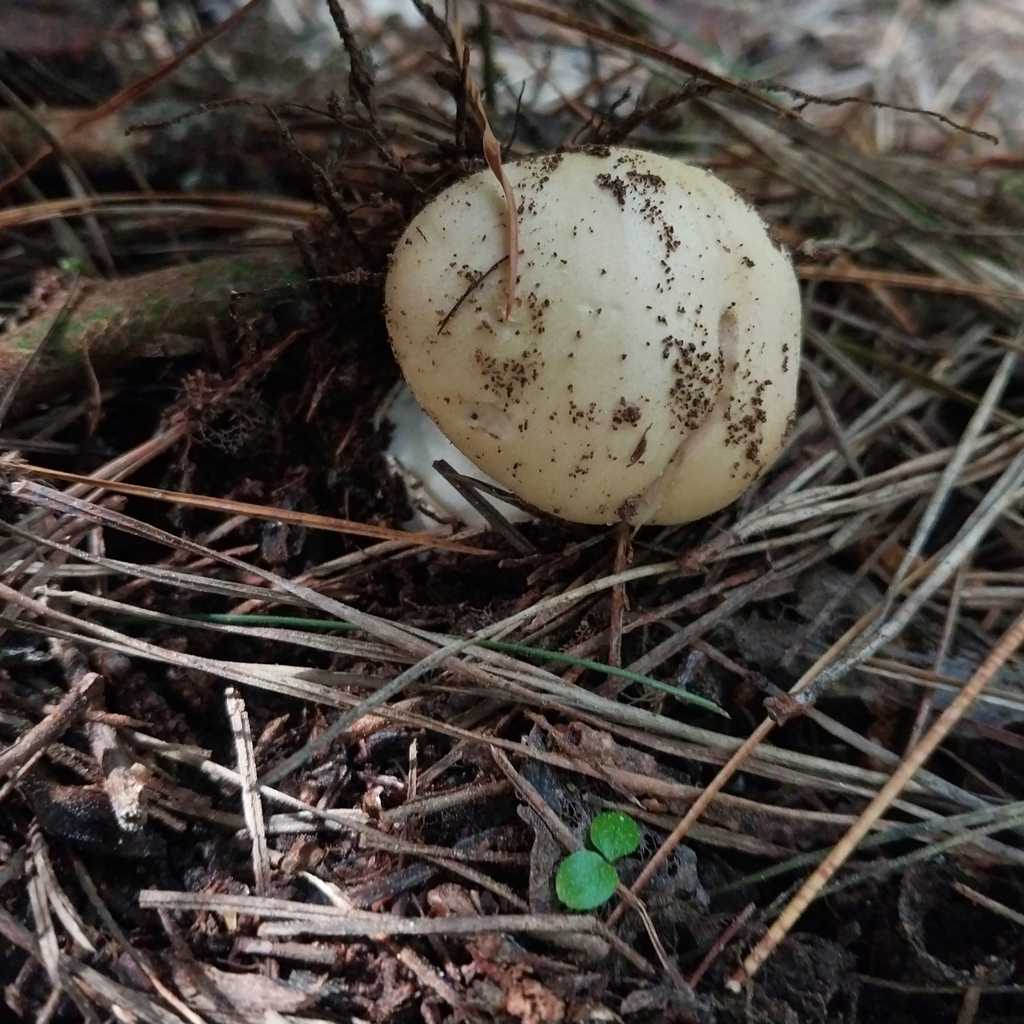 Amanita junquillea · August 2025 · photo: © kiwialli (iNaturalist, cc-by)