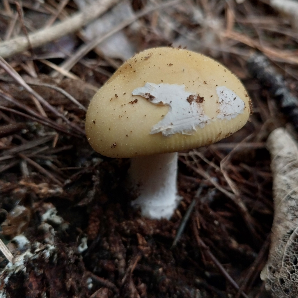 Amanita junquillea · August 2025 · photo: © kiwialli (iNaturalist, cc-by)
