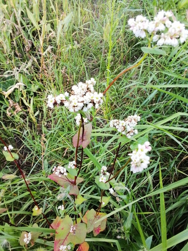 Common Buckwheat