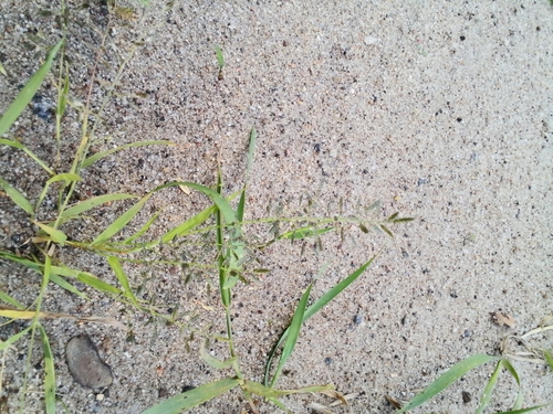 Little Lovegrass