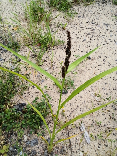Japanese Millet