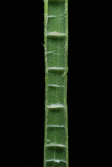 Eleocharis interstincta image