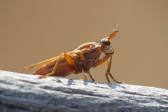 Elgiva solicita