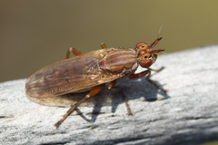 Elgiva solicita