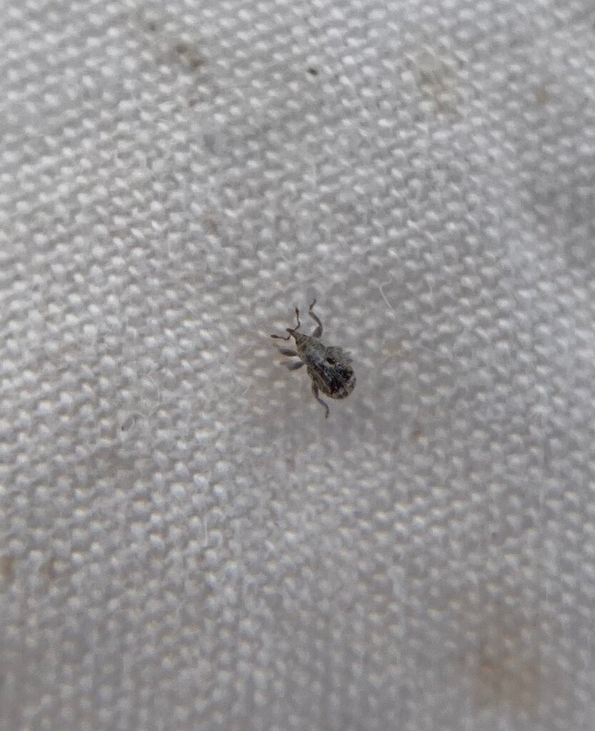Sibinia transversa