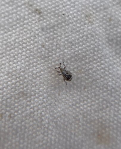 Sibinia transversa
