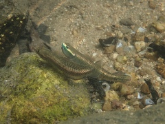 Stiphodon atropurpureus