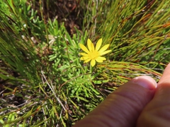 Osteospermum subulatum