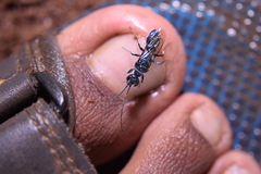 Trirogma caerulea