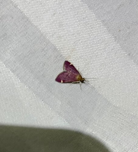 Elegant Pyrausta photo 4