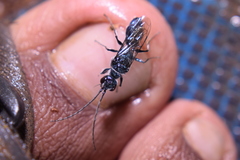 Trirogma caerulea