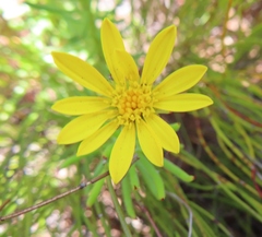 Osteospermum subulatum