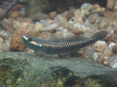 Stiphodon atropurpureus