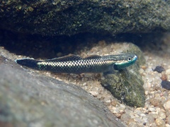 Stiphodon atropurpureus