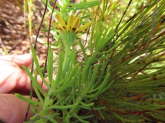 Osteospermum subulatum