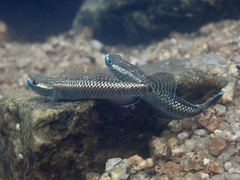 Stiphodon atropurpureus