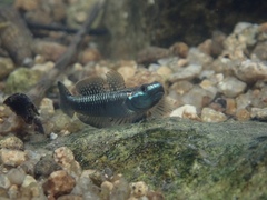 Stiphodon atropurpureus