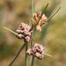 Ficinia laciniata - Photo (c) Nigel Forshaw, algunos derechos reservados (CC BY-NC), subido por Nigel Forshaw