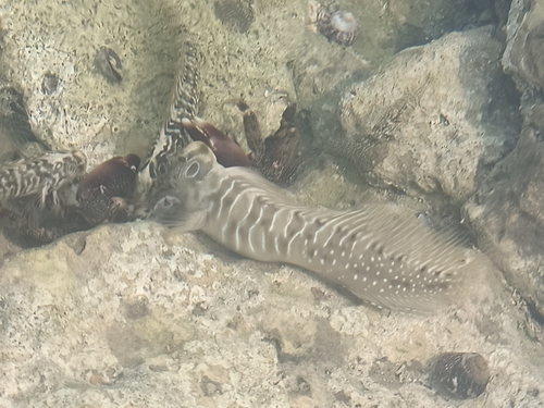 Salaria pavo