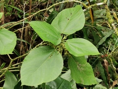 Boehmeria macrophylla