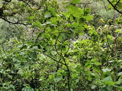 Boehmeria macrophylla