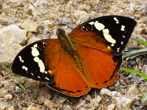Madagascar forest nymph