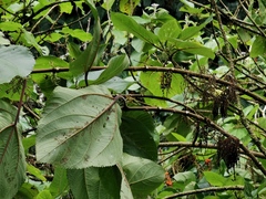 Boehmeria macrophylla