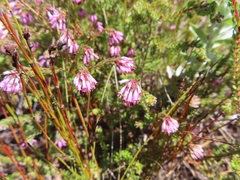 Erica glabella laevis