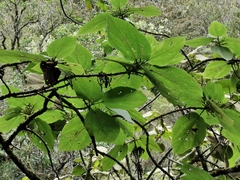 Boehmeria macrophylla