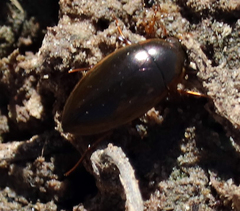 Tropisternus lateralis