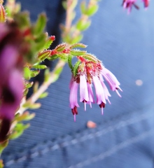 Erica glabella laevis
