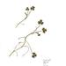 Three-lobed Crowfoot - Photo (c) National Museum Wales. National Museum Wales., some rights reserved (CC BY)