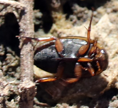 Tropisternus lateralis