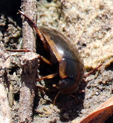 Tropisternus lateralis